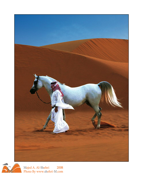 ماكذبت أمي يوم قالت  ياجنيني Arabian_Horse_show_by_shehri.jpg