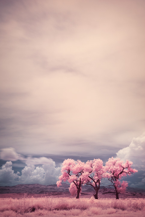 681f79999b72033f69c49e6e3a1b2428 20 Stunning Infrared Pictures 